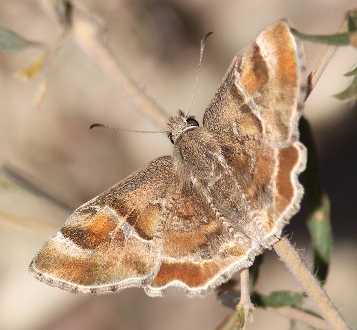 Photo of a Texas Powdered Skipper Butterfly